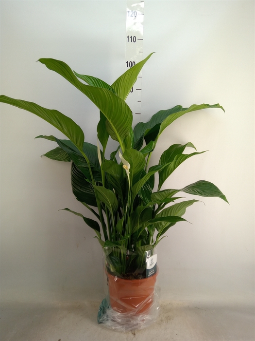 <h4>Spathiphyllum  'Sweet Lauretta'</h4>