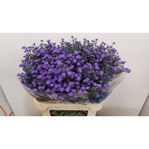 Aster Astee Parade