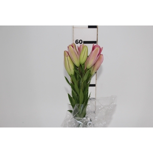 LIRIO ALBUFEIRA 060 CM HT 2/3 FLS ROSA