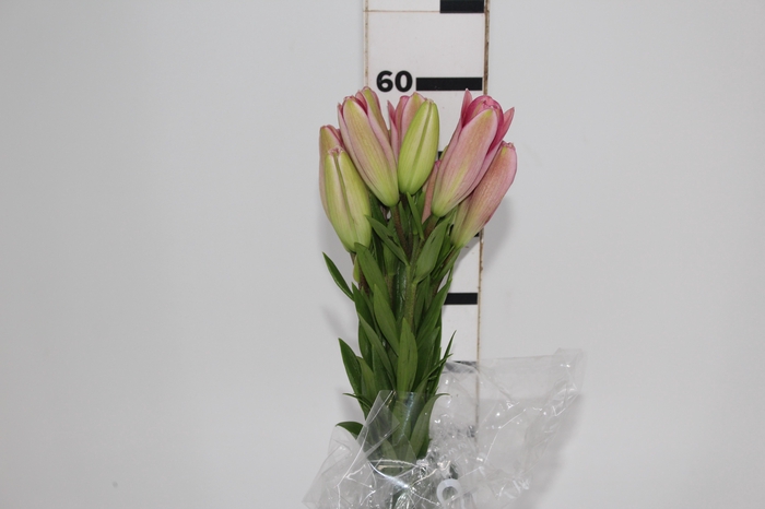 <h4>LIRIO ALBUFEIRA 060 CM HT 2/3 FLS ROSA</h4>