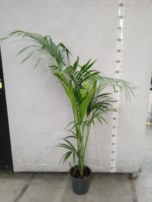 <h4>Howea forsteriana</h4>