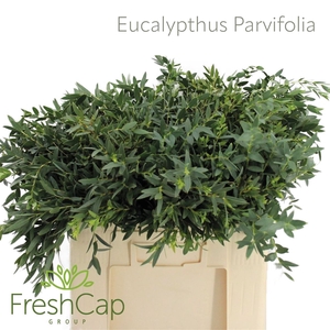 Eucalypthus Parvifolia