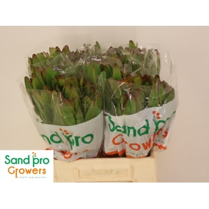 LEUCAD SAF GOLDSTRIK