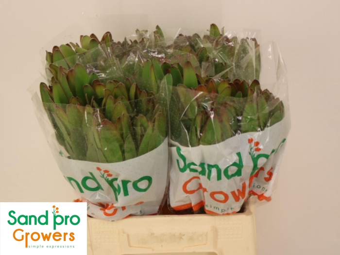 <h4>LEUCAD SAF GOLDSTRIK</h4>