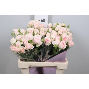 R Tr Fatal Attraction