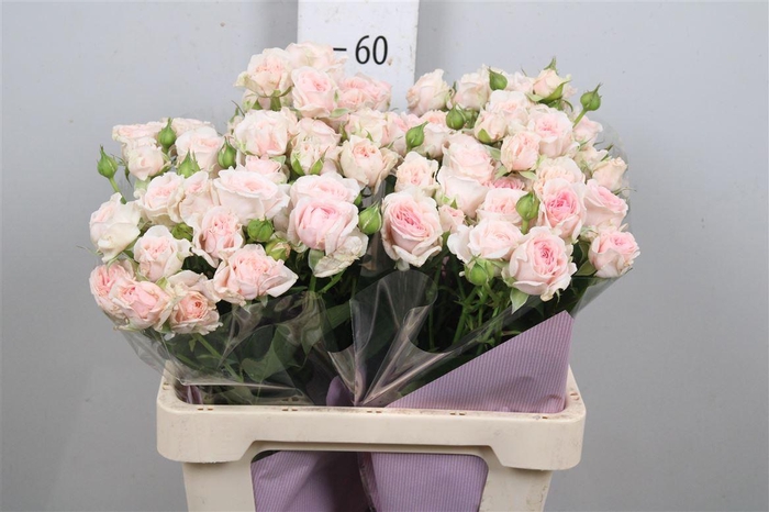 <h4>R Tr Fatal Attraction</h4>