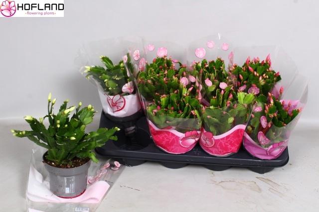 <h4>SCHLUMB GEM 3 KL</h4>