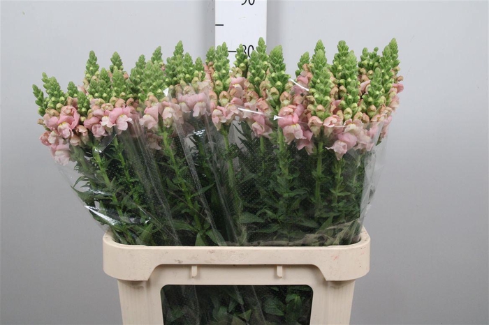 <h4>Antir Antibes Pink</h4>