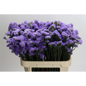 Limonium Martin Blue