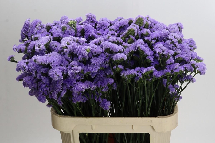 <h4>Limonium Martin Blue</h4>