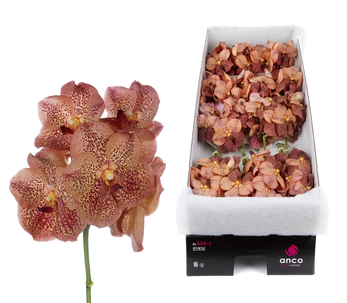 <h4>Vanda Leopard Tangarine</h4>