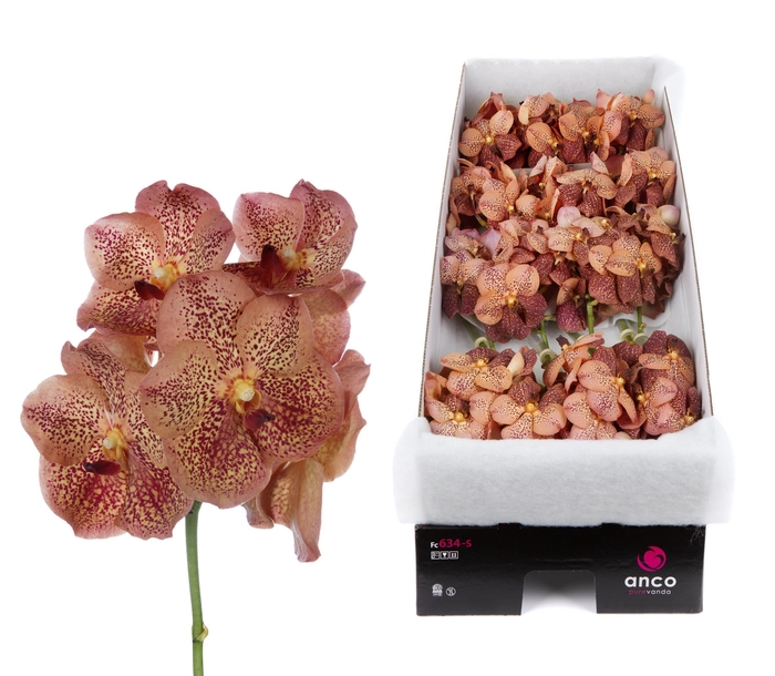 <h4>Vanda Leopard Tangarine</h4>