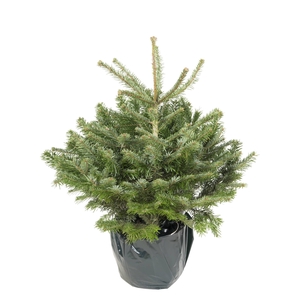 Abies Nordmann 'Premium' 80-100 P23 (DK0004237589)