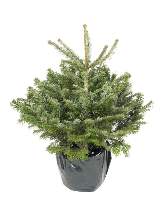 <h4>Abies Nordmann 'Premium' 80-100 P23 (DK0004237589)</h4>