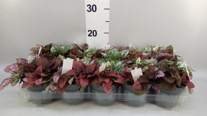 <h4>Hypoestes phyllo. ...mix</h4>