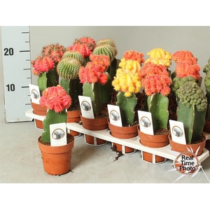 Cactus mix 8,5Ø 20cm