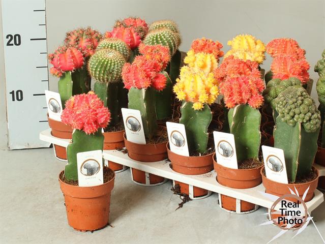 Cactus mix 8,5Ø 20cm