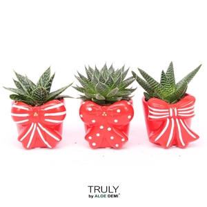 TRULY Haworthia Gasteria, Bow