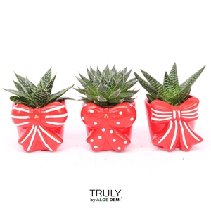 TRULY Haworthia Gasteria, Bow