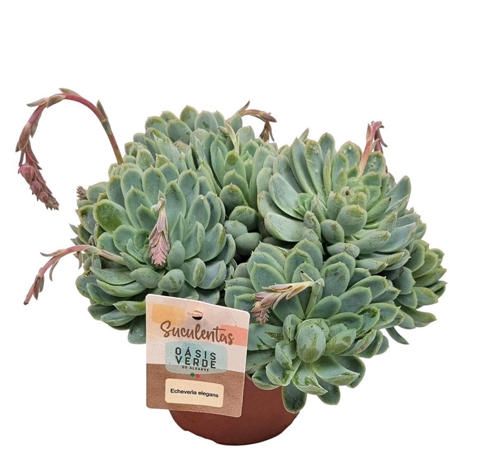 <h4>ECHEV ELEGANS</h4>