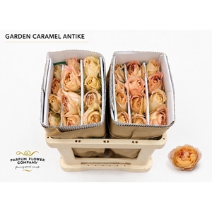 Rosa Garden Caramel Antike