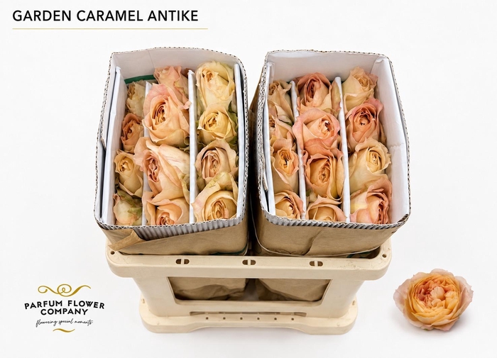 <h4>Rosa Garden Caramel Antike</h4>