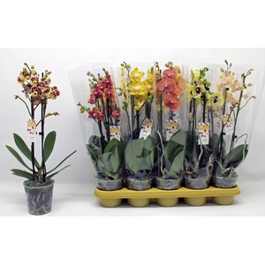 PHAL OV