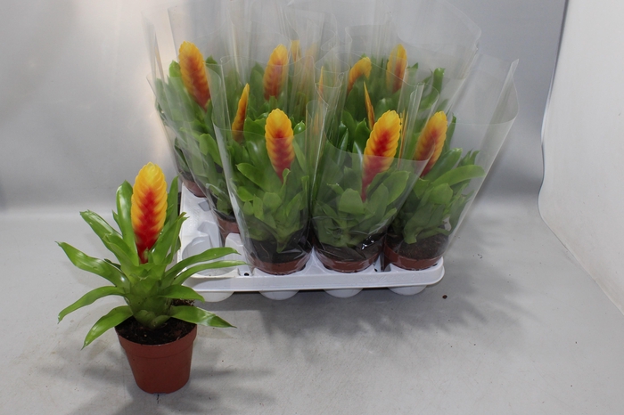 <h4>VRIES DELPHINUS</h4>