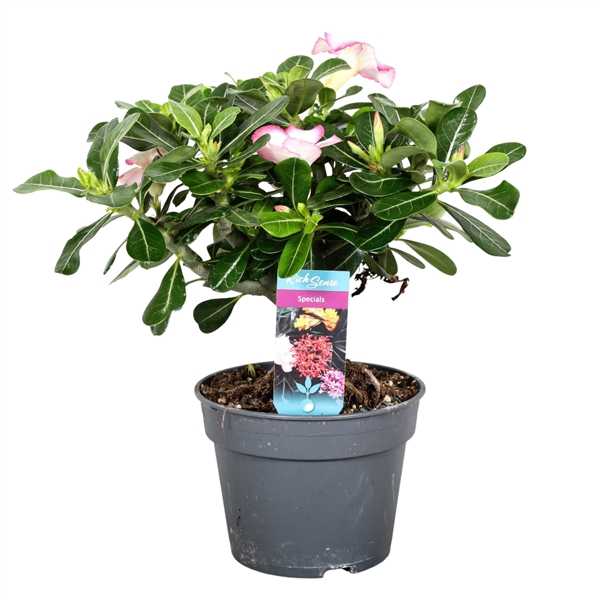 <h4>Adenium 17cm roze</h4>
