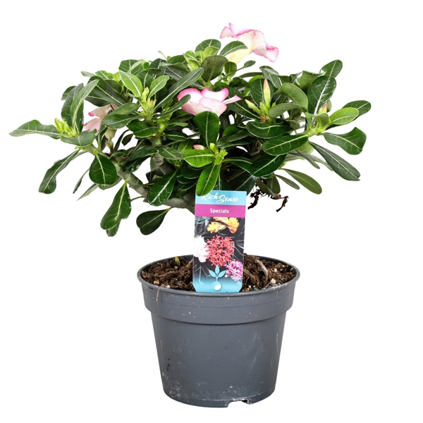 <h4>Adenium Bonsai 17cm roze</h4>