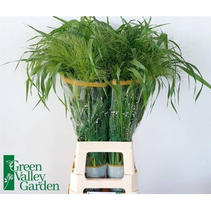 Panicum Fountain Green Valley