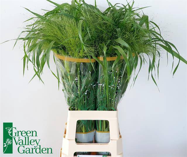 <h4>Panicum Fountain Green Valley</h4>