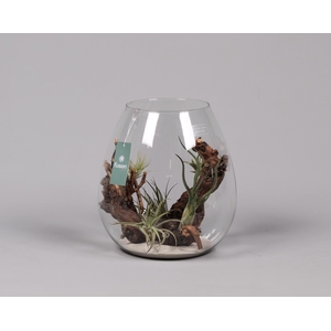 Green Bottle Abby Large met air tillandsia