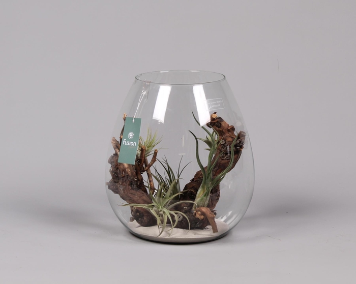 <h4>Green Bottle Abby Large met air tillandsia</h4>