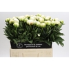 Paeonia Madame Claude Tain