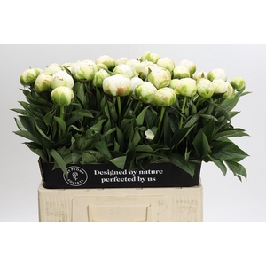 Paeonia Madame Claude Tain