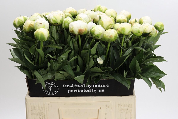 <h4>Paeonia Madame Claude Tain</h4>
