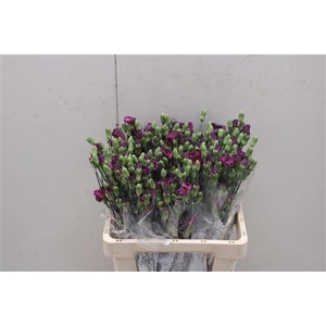 Di Solomio Mysteryfly