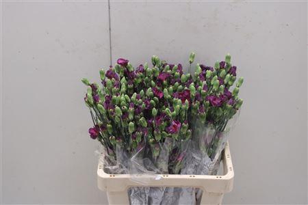 <h4>Di Solomio Mysteryfly</h4>