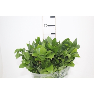 FOLHAGEM RUSCUS 060 CM
