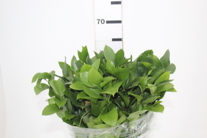 FOLHAGEM RUSCUS 060 CM