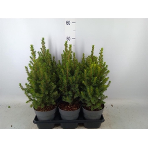 Picea glauca 'Perfecta'