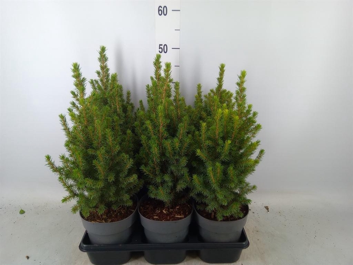 Picea glauca 'Perfecta'