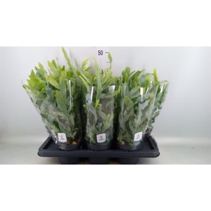 Phlebodium aureum 'Blue Star'