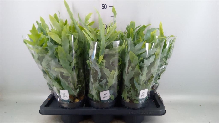 <h4>Phlebodium aureum 'Blue Star'</h4>