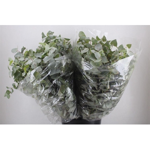 Euca Cinerea 200gr P Bunch