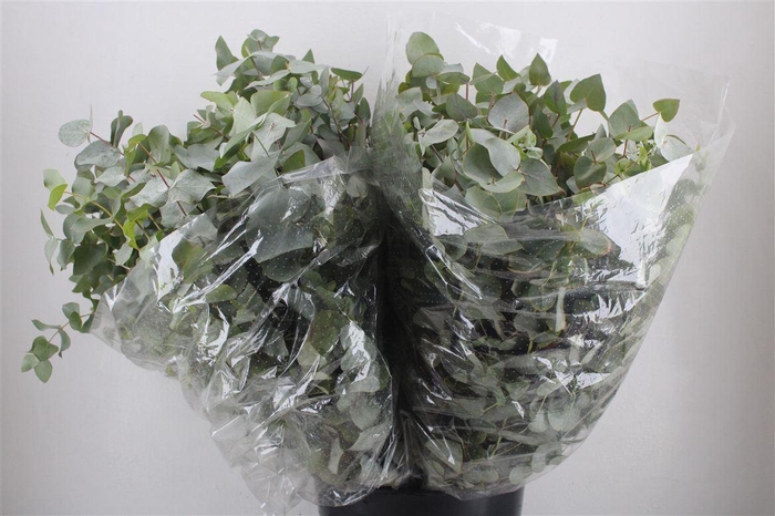 <h4>Euca Cinerea 200gr P Bunch</h4>