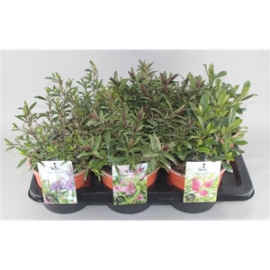 Hebe Mix Grootbladig C2