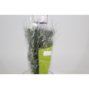 ERYNGIUM 060 CM