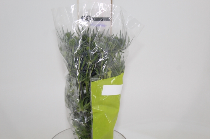 <h4>ERYNGIUM 060 CM</h4>